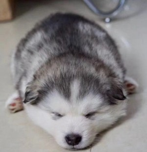 上海松江区泖港镇附近ktv招聘商务礼仪,全职上班收入多少